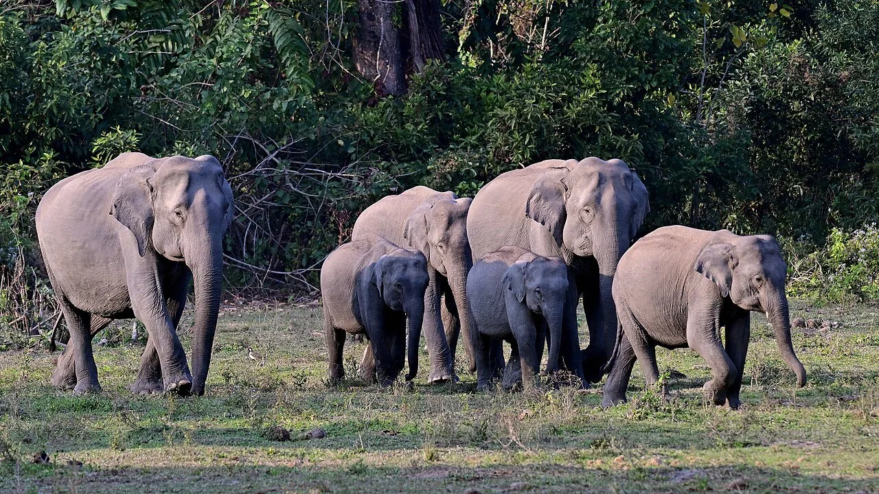 Natural Rights Def Gov Elephant Census & Corridors | Forest and Environment Department