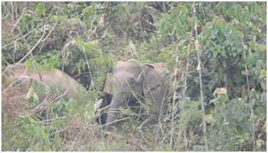 Elephants seen in 2017