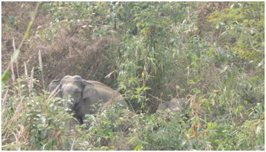 Elephant corridor in 2017