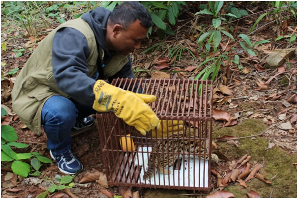 Endangered Slow Loris Re-entry