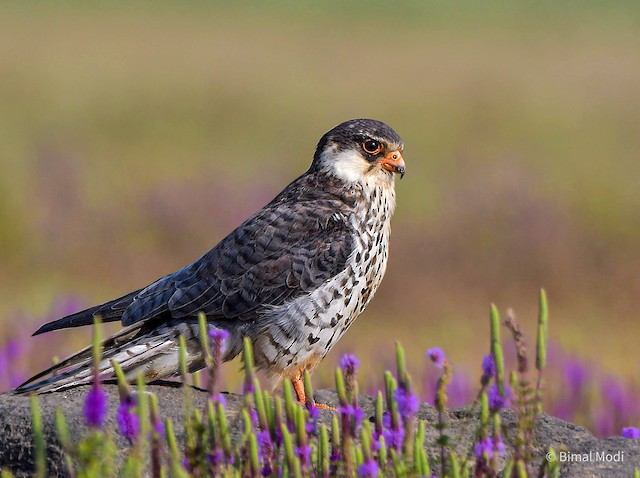 Amur Falcon