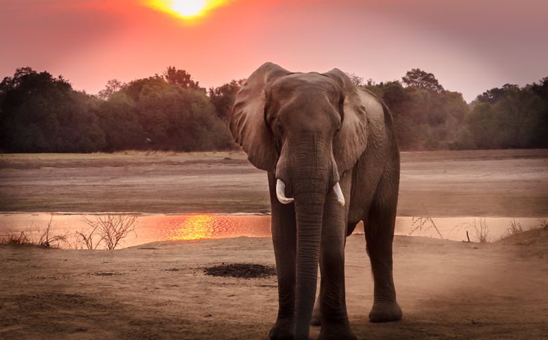 Asian Elephant