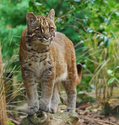 Asiatic Golden Cat