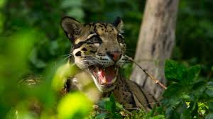 Clouded Leopard