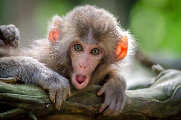 Hoolock Gibbon