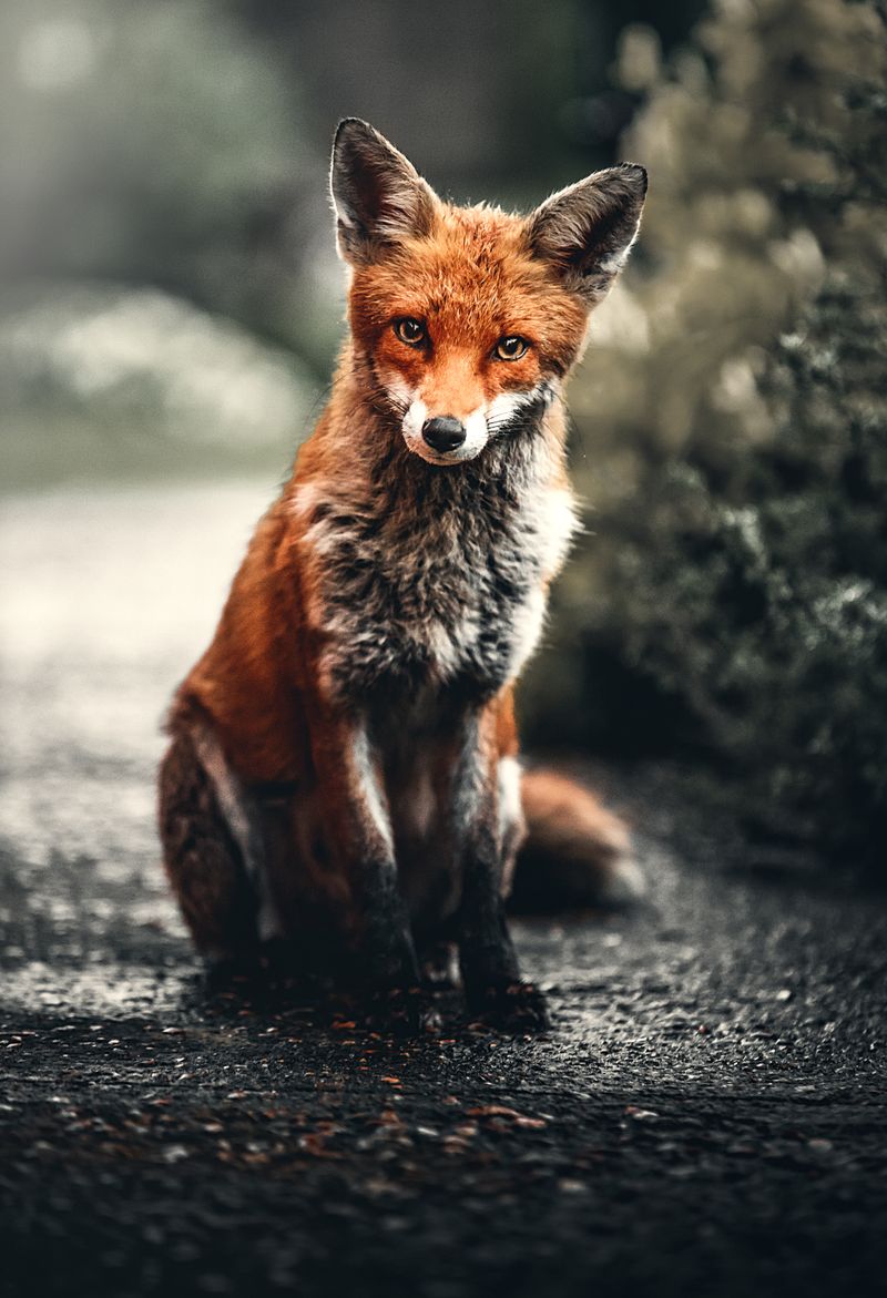Jackals & Foxes
