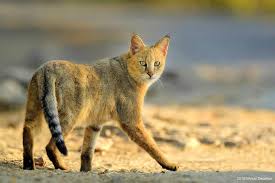 Jungle cat