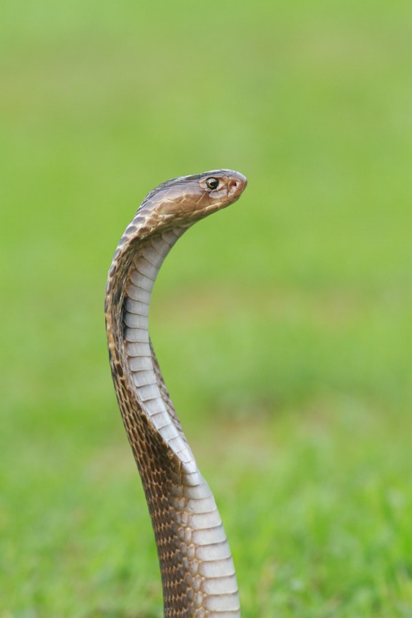 King Cobra & Pit Vipers