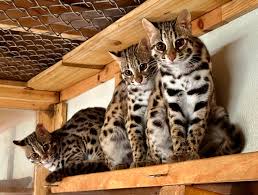 Leopard cat