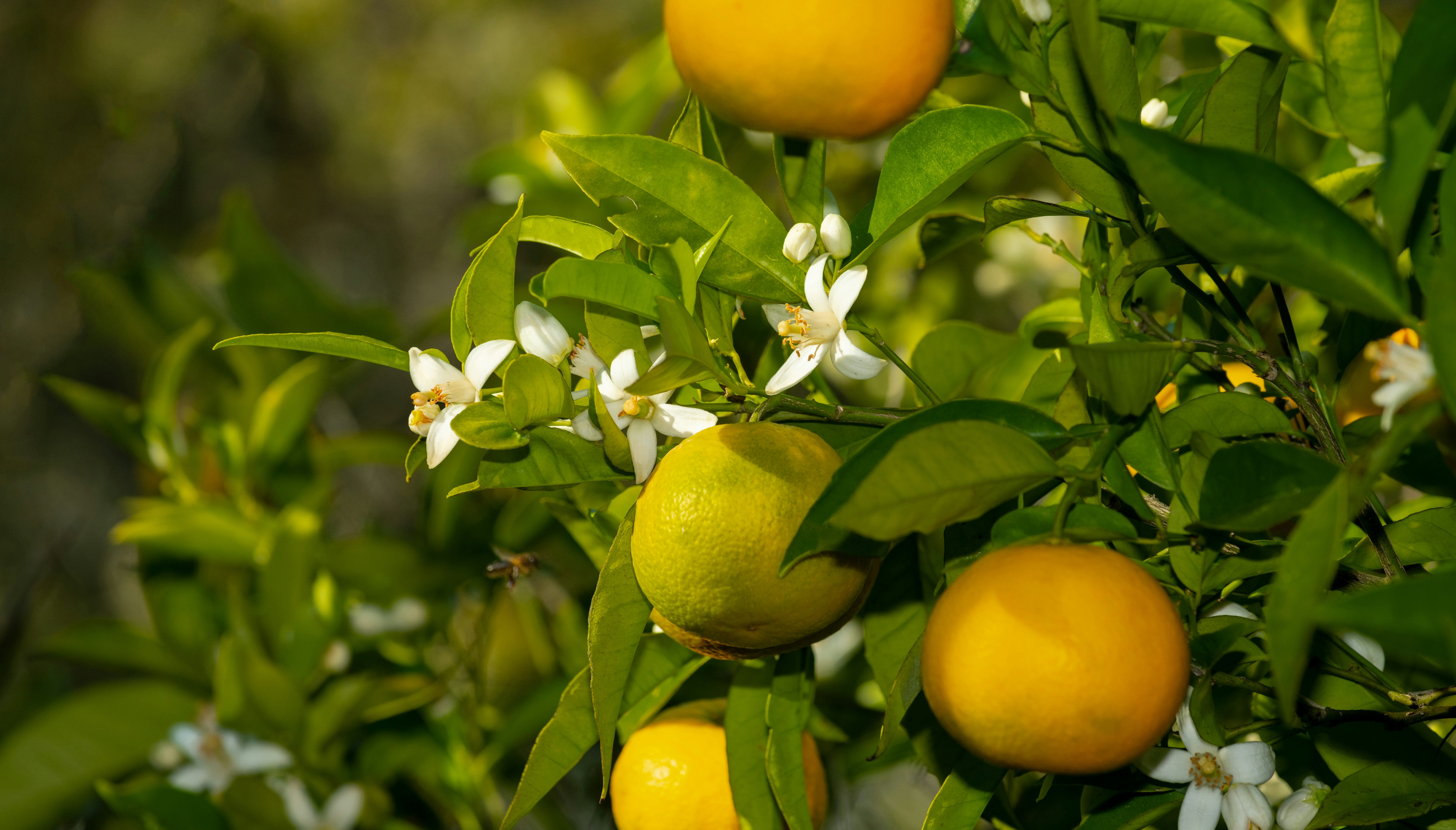 Wild Citrus