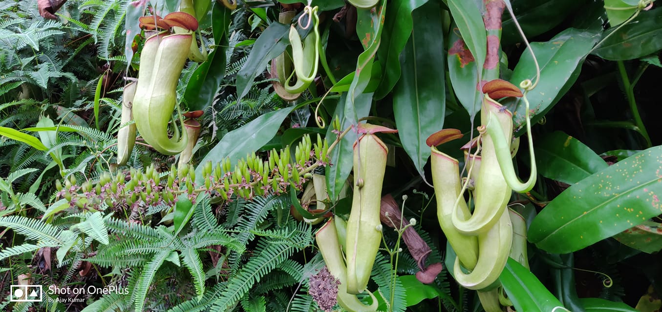 Pitcher Plant