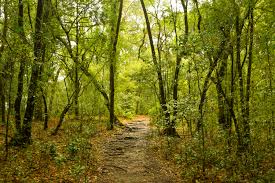 Sacred Grove View